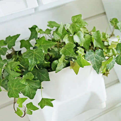 أواني زهور معلقة على الحائط من البلاستيك لحديقة عمودية